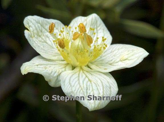 parnassia palustris 4 graphic